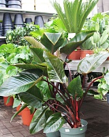 Филодендрон Микс (Philodendron)