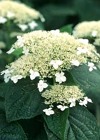 Гортензия древовидная Радиата (Hydrangea arborescens Radiata)