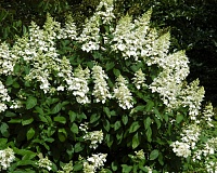 Гортензия метельчатая Левана (Hydrangea paniculata Levana)