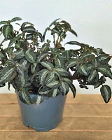 Пилея Сильвер Три (Pilea Silver Tree)