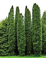 Туя западная Колумна (Thuja occidentalis Columna)
