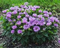 Монарда гибридная (Monarda hybrida)