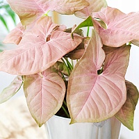 Сингониум Неон Робуста