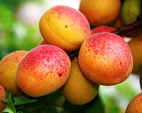 Абрикос Краснощекий