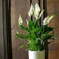 Спатифиллум Sweet Chico