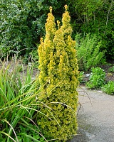 Тис ягодный Давид (Taxus baccata David)