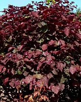 Церцис канадский Ред Форс (Cercis canadensis Red Force)
