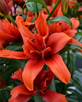 Лилия Double Red Twin