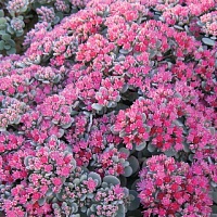 Седум наскальный Лидакензе