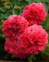 роза Розариум Ютерсен (Rosarium Uetersen)