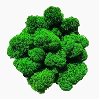 Мох Ягель стабилизированный Lime