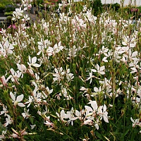 Гаура линдхеймера Спаркл Уайт