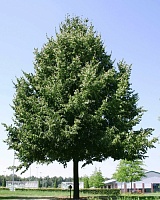 Липа европейская Паллида (Tilia x europaea Pallida)