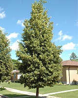 Липа крупнолистная Фастигиата (Tilia platyphyllos Fastigiata)