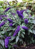 Буддлея давида Рокетстар Индиго (Buddleja davidii Rocketstar Indigo)