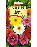 Георгина культурная Анвинс, смесь 0,3г. Гавриш