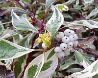 Дерен белый Элегантиссима (Cornus alba Elegantissima)