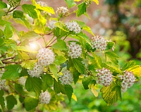 Пузыреплодник калинолистный Ангел Голд (Physocarpus opulifolius Angel Gold)