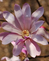 Магнолия лебнера Леонард Мессель (Magnolia loebneri Leonard Messel)