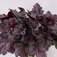 Гейхера Перпл Рейн Форест (Heuchera Purple Rain Forest)