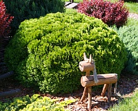 Туя западная Даника (Thuja occidentalis Danica)