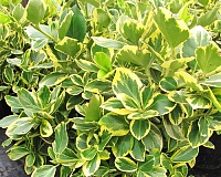 Бересклет форчуна Канадейл Голд (Euonymus fortunei Canadale Gold)