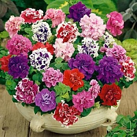 Петуния махровая многоветковая Тарт Бонанза Микс (Petunia multiflora double Tart Bonansa Mix)