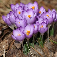 Крокус botanical Barr's Purple