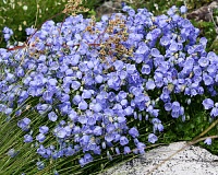 Колокольчик кохлериафолия Свингин Беллз Блю (Campanula cochleariifolia Swinging Bells Blue)