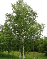Береза повислая Звитсерс Глори (Betula pendula Zwitser Glorie)