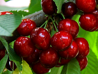 Черешня Василиса