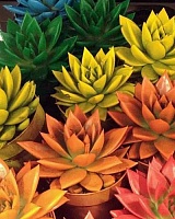 Эхеверия двухцветная Неон Микс (Echeveria Neon)