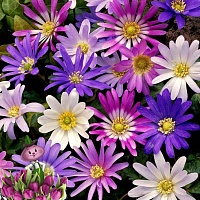 Анемон Blanda Mixed