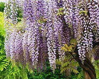 Глициния / Вистерия китайская (Wisteria sinensis)