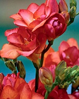 Фрезия Double Red