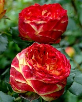 роза Вулканика