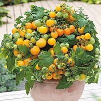 Томат Горшечный желтый