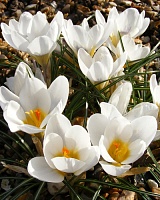 Крокус botanical Ard Schenk