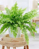Нефролепис Грин Леди (Nephrolepis exaltata Green Lady)
