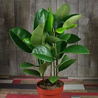 Фикус эластика Робуста (Ficus elastica Robusta)