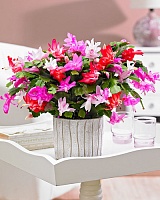 Шлюмбергера Микс (Schlumbergera)