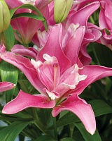 Лилия Double Candy Blossom