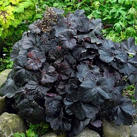 Гейхера Обсидиан (Obsidian)