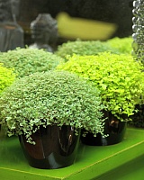 Солейролия солейрольская (гелксина) (Soleirolia soleirolii)