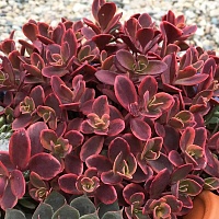 Седум (Очиток) санспаркл Вилдфайер