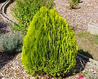 Туя восточная Ауреа Нана (Thuja orientalis Aurea Nana)