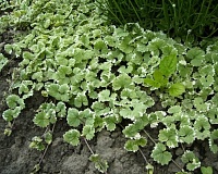 Будра плющевидная Вариегата (Glechoma hederacea Variegata) Будра плющевидная Вариегата (Glechoma hederacea Variegata)