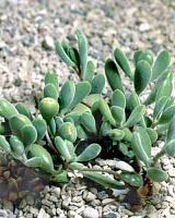 Толстянка роджерса (Crassula rogersii)