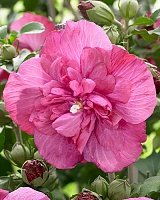 Гибискус сирийский Маджента Шифон (Hibiscus syriacus Magenta Chiffon)