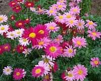 Пиретрум Робинсон (Pyretrum roseum Robinson)